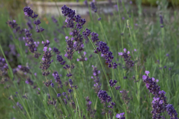 flowering hidcote lavender plants growing in an herb garden