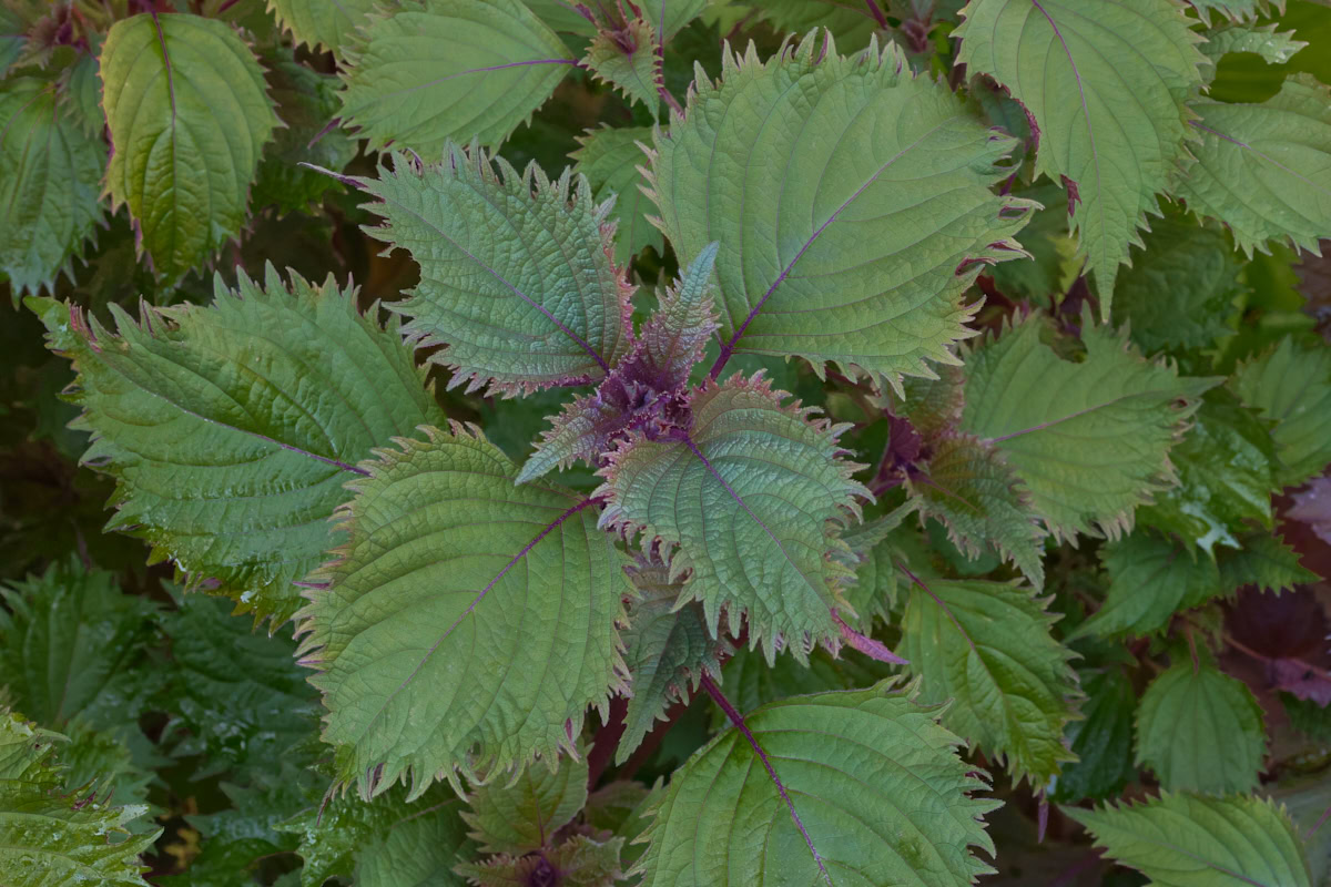 hojiso shiso plants growing in a garden