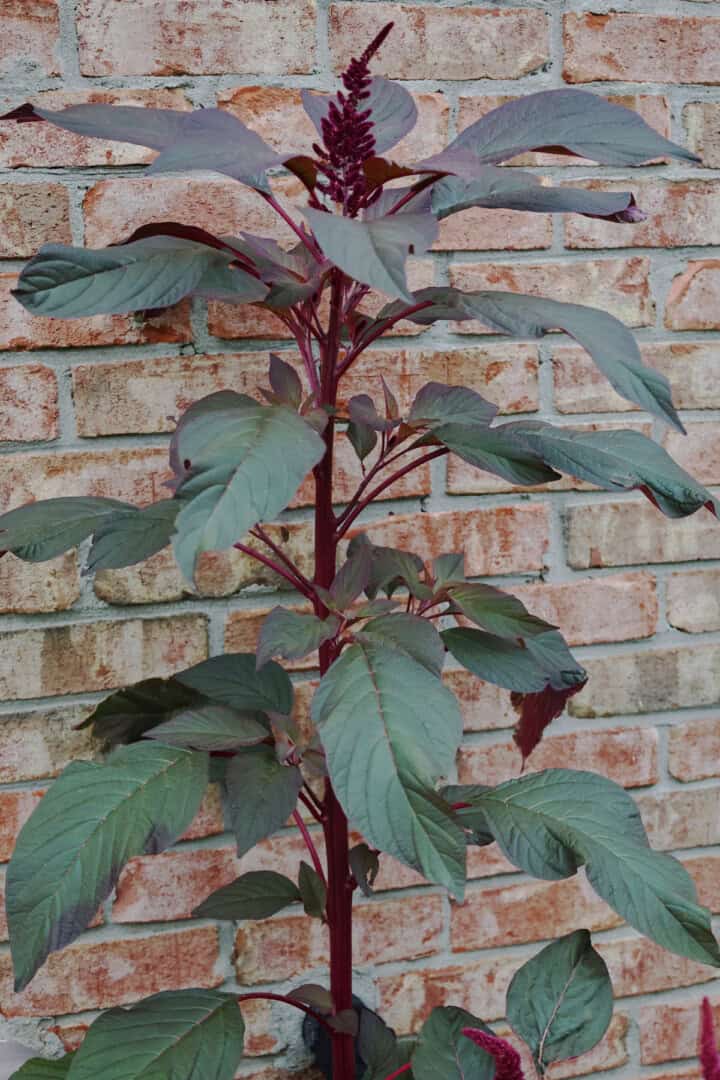 a hopi red dye amaranth plant growing in a garden
