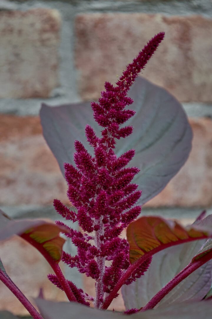 a closeup of the flowering top of a hopi red dye amaranth plant growing in a garden