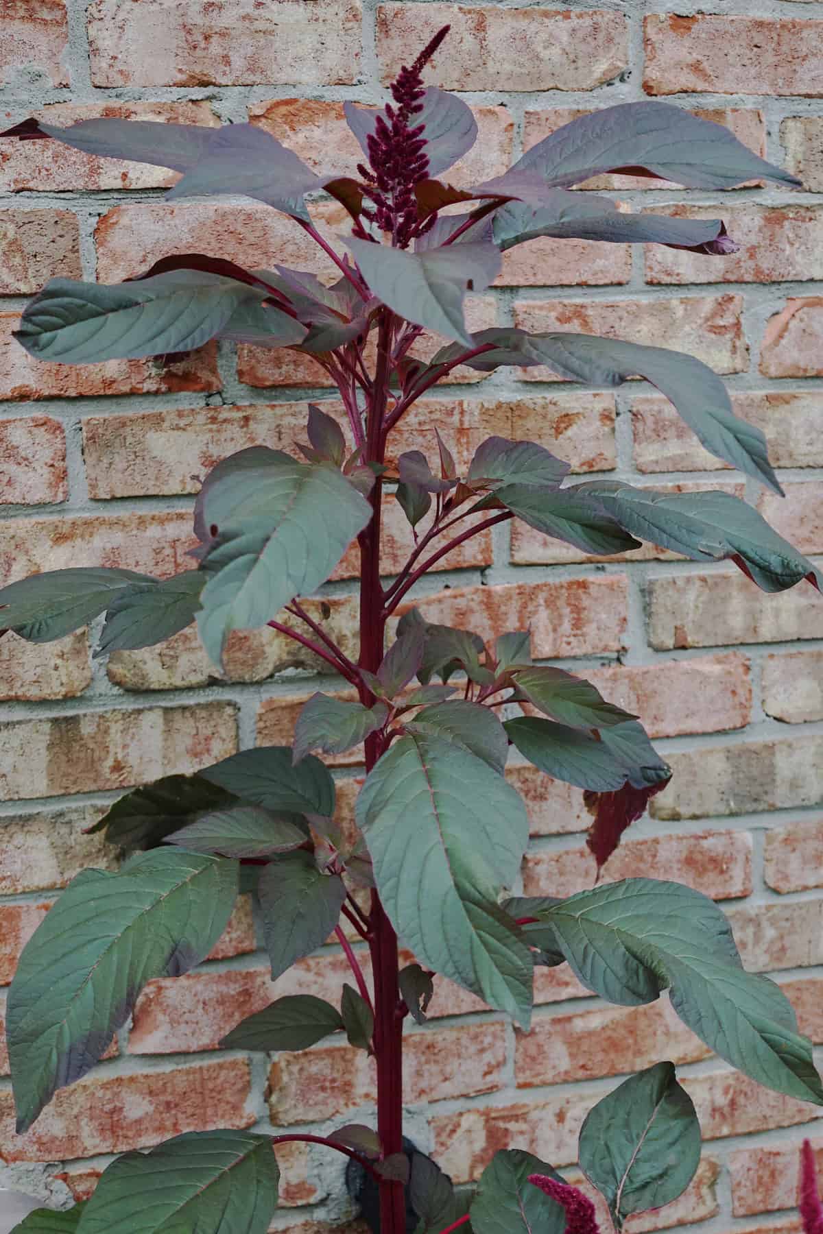 a hopi red dye amaranth plant growing in a garden