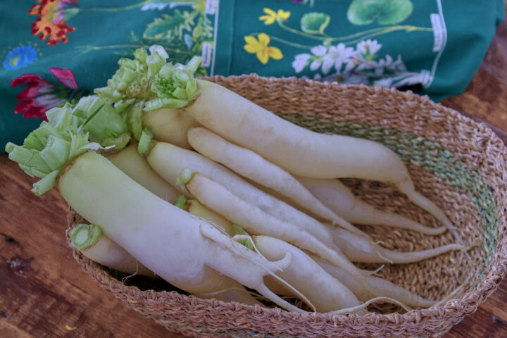 freshly-picked Japanese minowase daikon radishes in a basket with a garden apron in the background