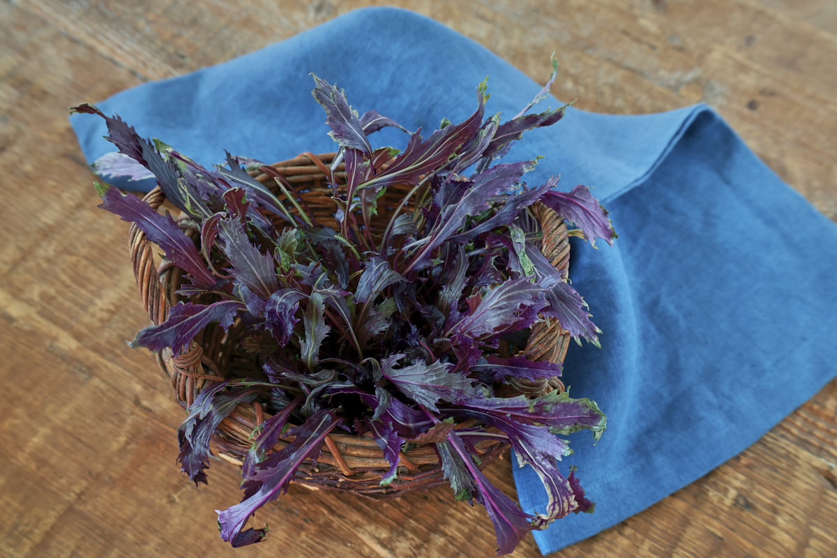 freshly-harvested Japanese red mustard mizuna in a basket, with a napkin in the background