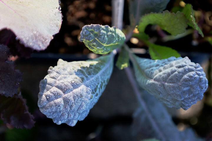 kale seedlings in nursery trays