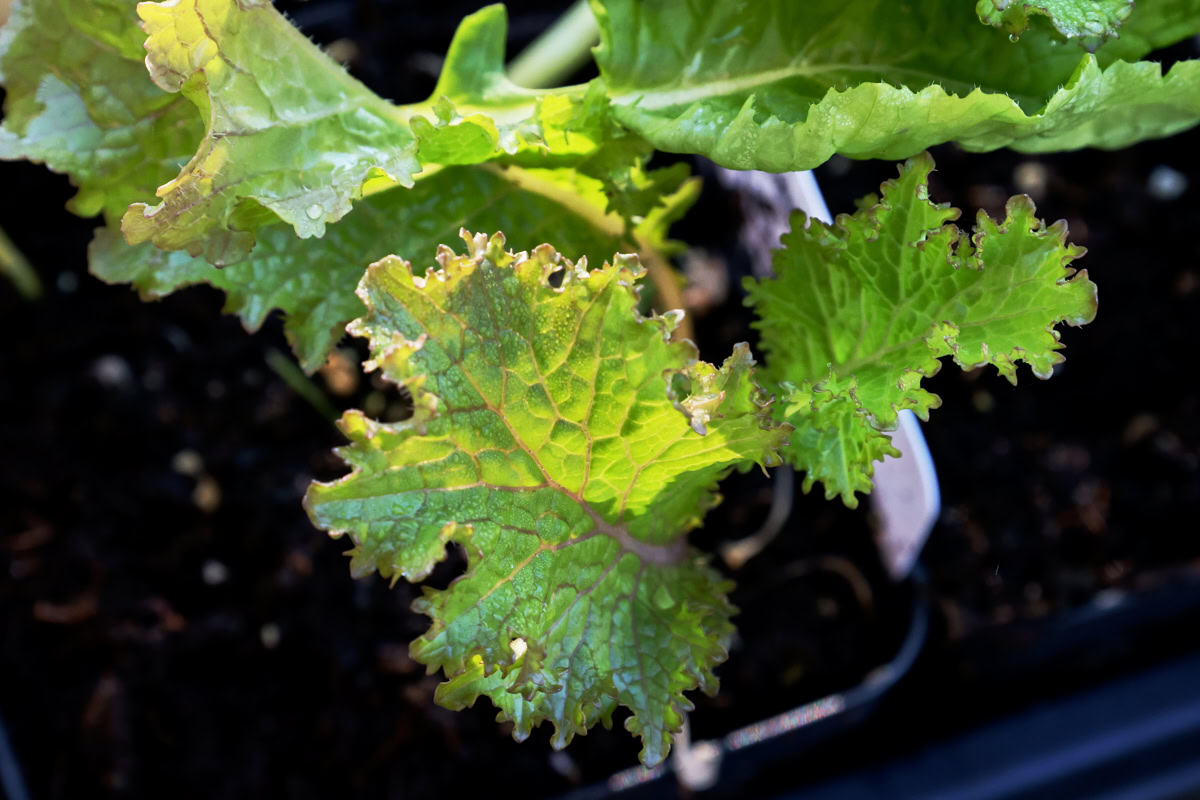 kale seedlings in nursery trays