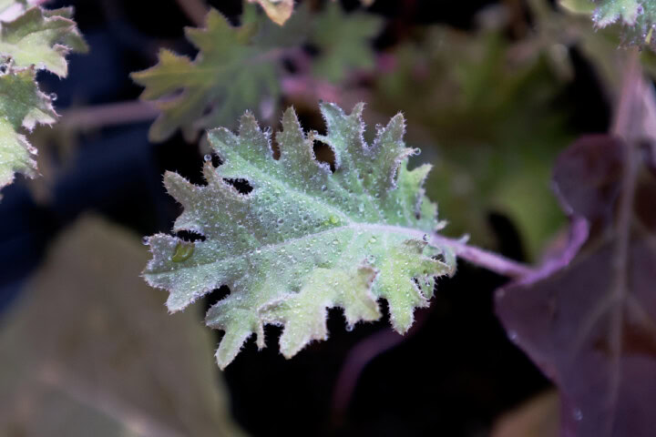 kale seedlings in nursery trays