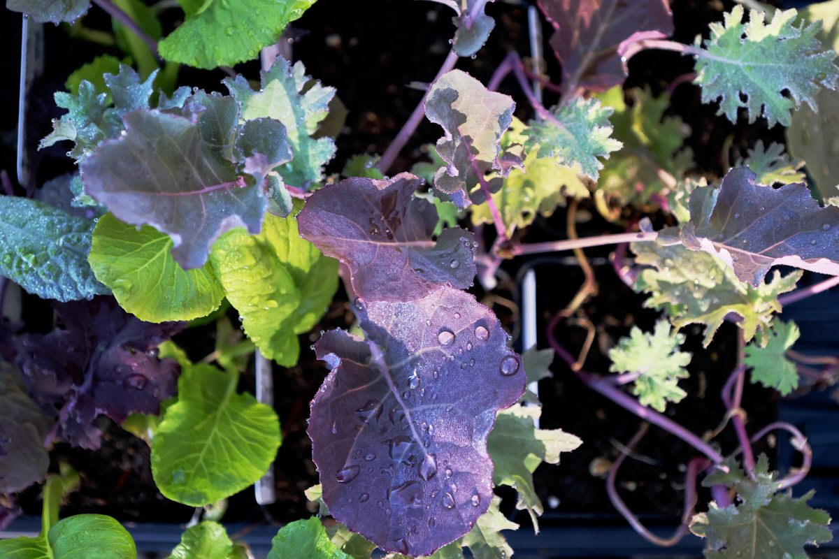 kalette and kale seedlings growing in nursery trays