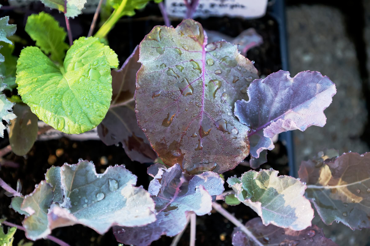 kohlrabi, komatsuna, and and mustard seedlings growing in nursery trays
