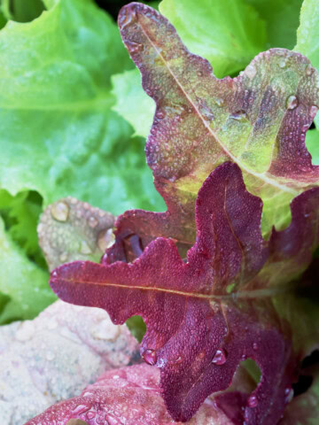 lettuce and escarole seedlings