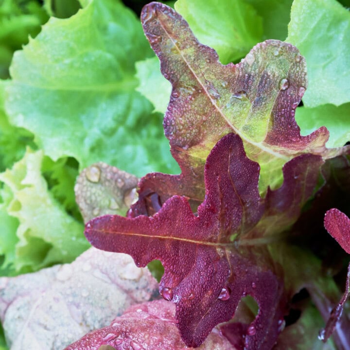 lettuce and escarole seedlings