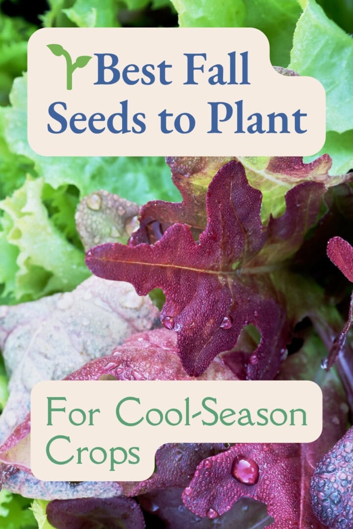 a labeled photo of lettuce and escarole seedlings