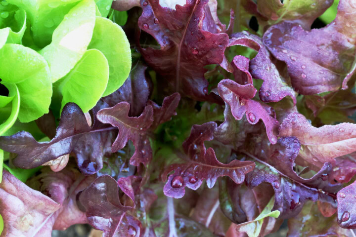 lettuce seedlings