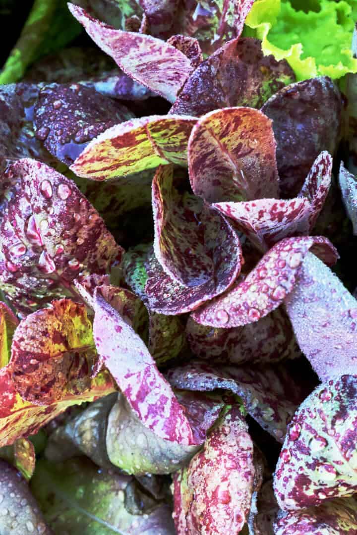 lettuce seedlings in nursery pots
