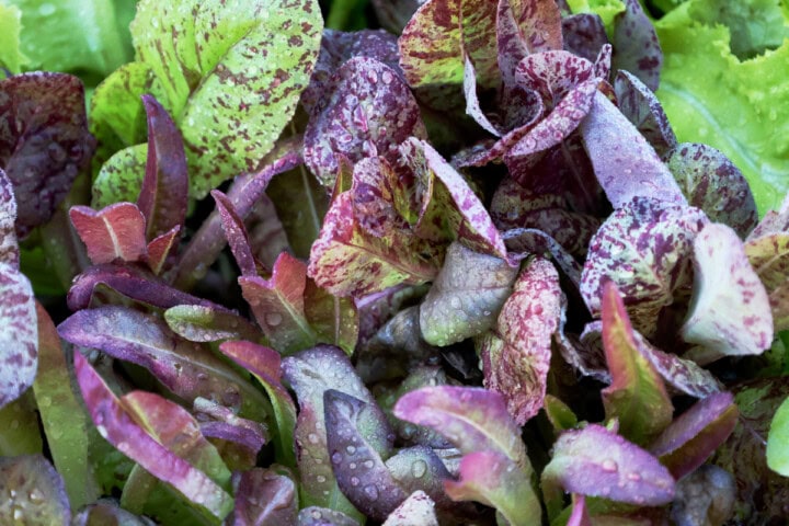 lettuce seedlings in nursery pots
