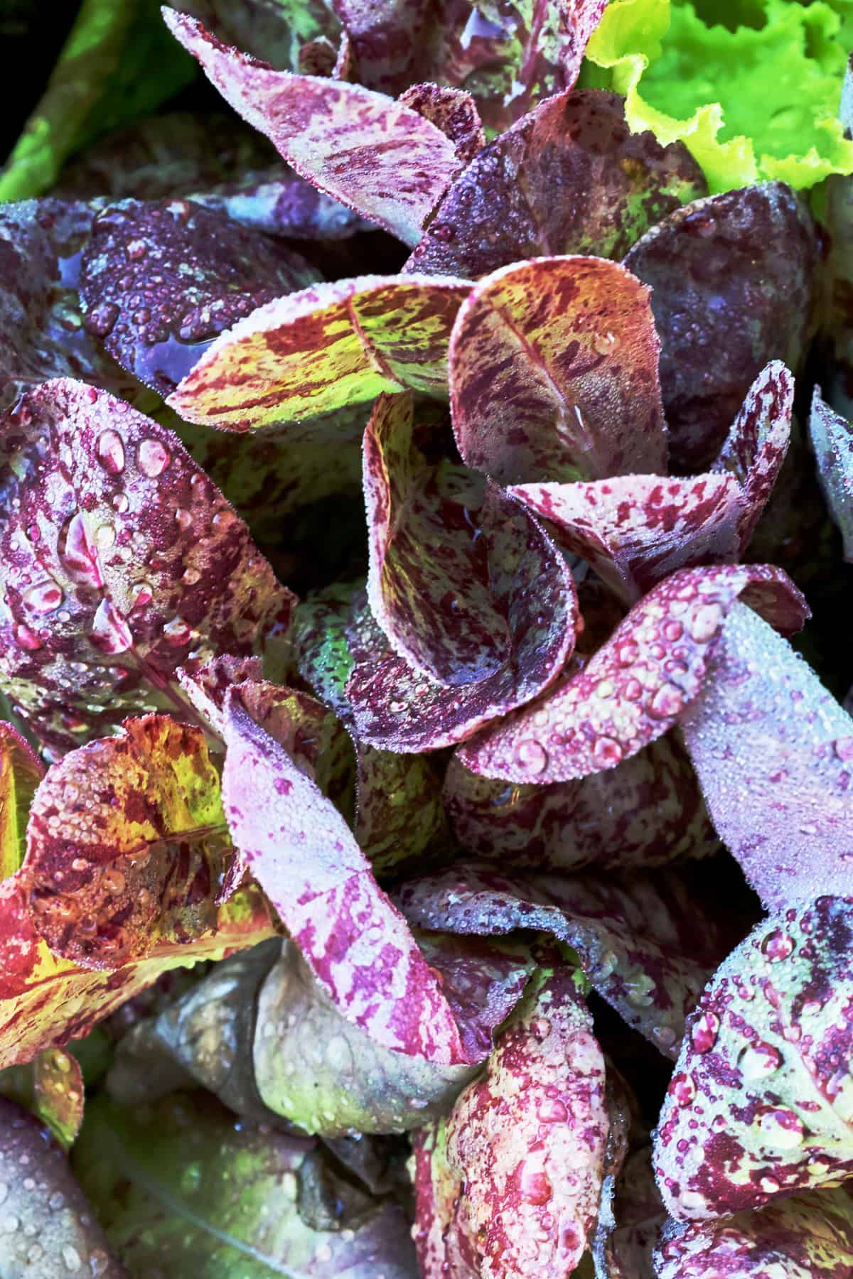 lettuce seedlings in nursery pots