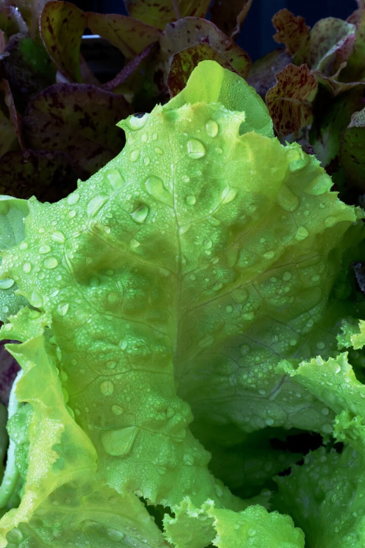 lettuce seedlings in nursery pots