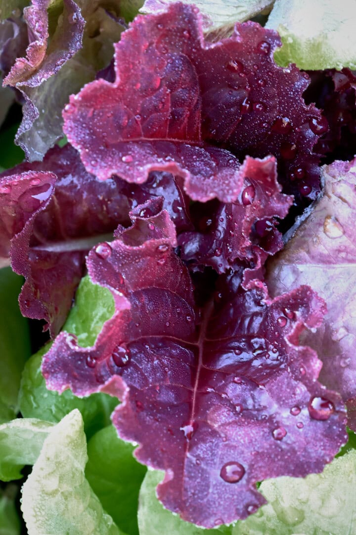 lettuce seedlings in nursery pots