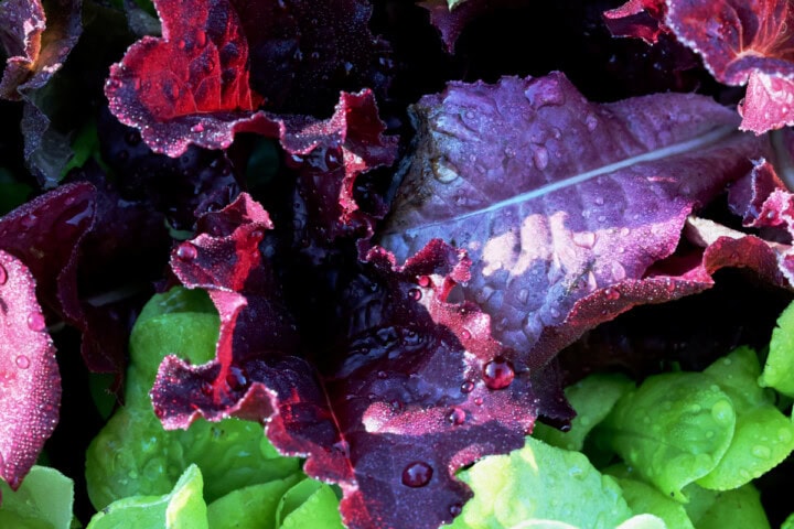 lettuce seedlings in nursery pots