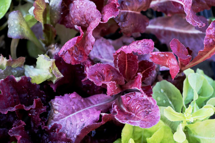 lettuce seedlings in nursery pots