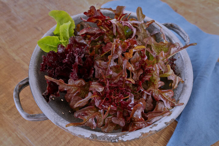 freshly-harvested lettuce in a colander with a napkin alongside