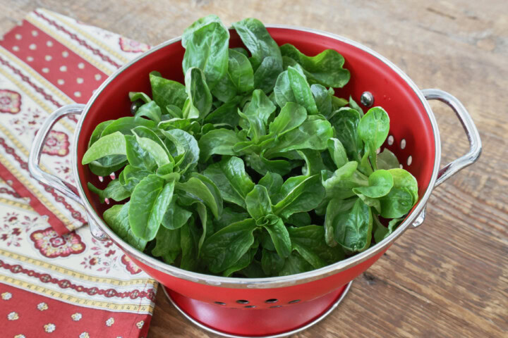 freshly-harvested mache in a colander with a napkin alongside
