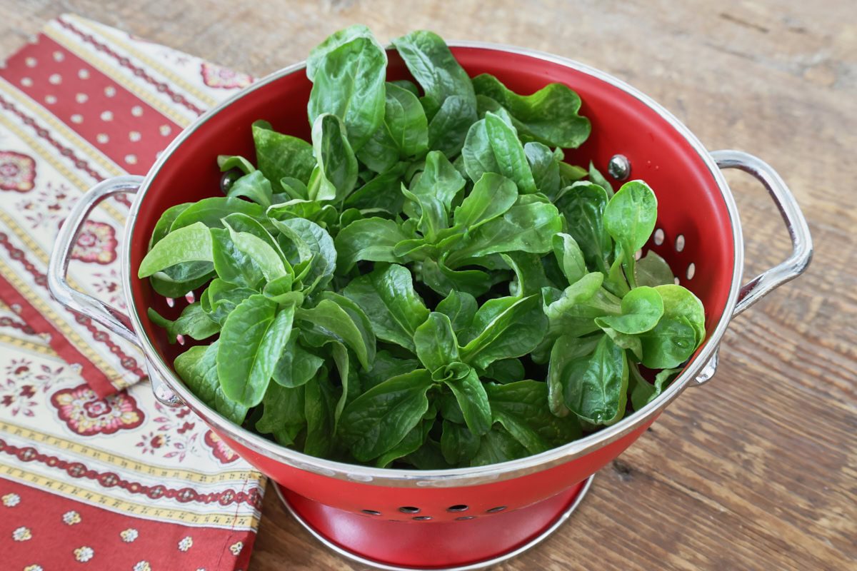 freshly-harvested mache in a colander with a napkin alongside