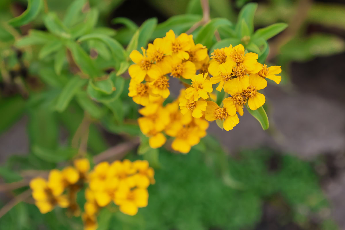 flowering mexican marigold plants growing in a garden