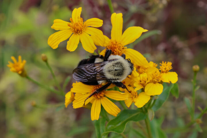 Mexican marigold plants with a bumblebee atop the blooms