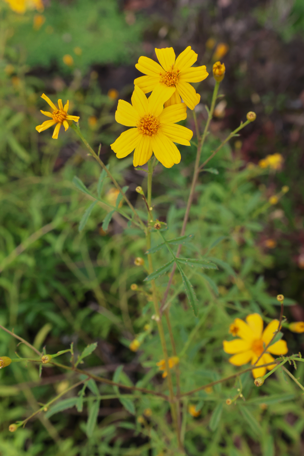 mexican mint marigold plants growing in an herb garden
