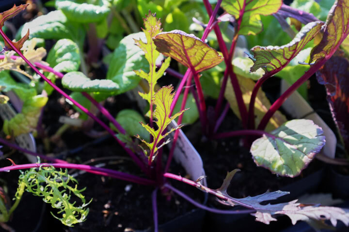 mizuna, choy sum, and choy seedlings in nursery trays