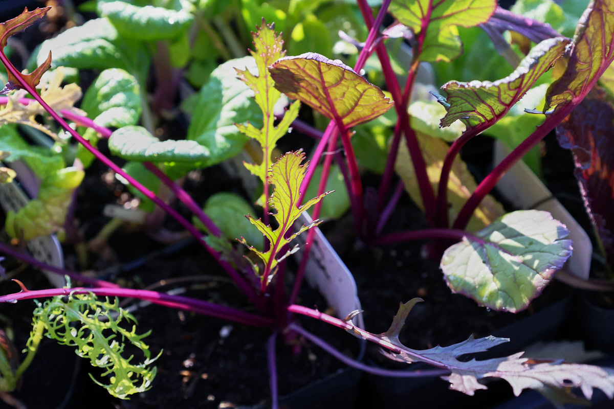 mizuna, choy sum, and choy seedlings in nursery trays