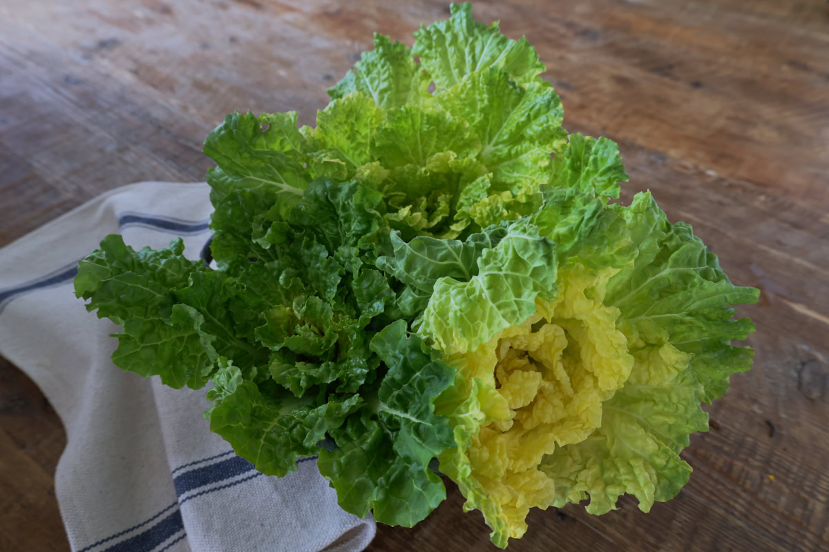 freshly-harvested chinese cabbage in a colander with a kitchen towel alongside