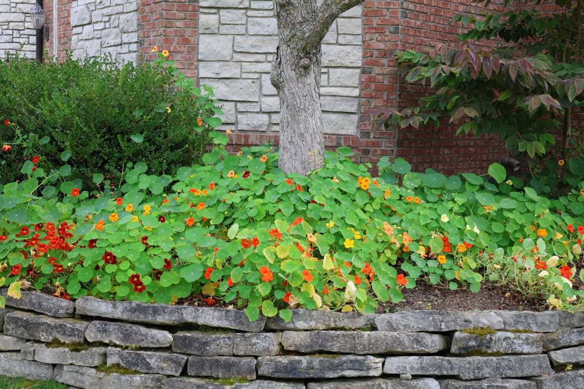 a garden bed with a tree, shrubs, and flowering nasturtium plants, with a retaining wall around the outside of the bed