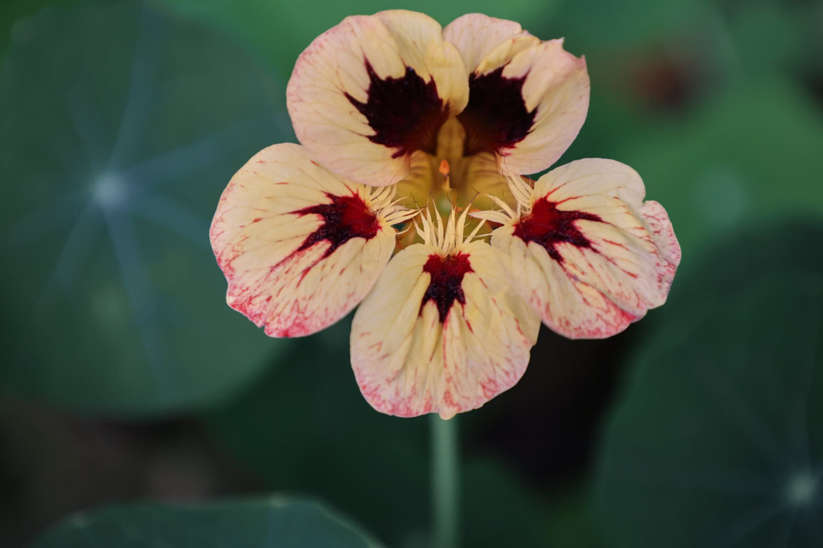 flowering orchid cream nasturtium plants growing in a garden