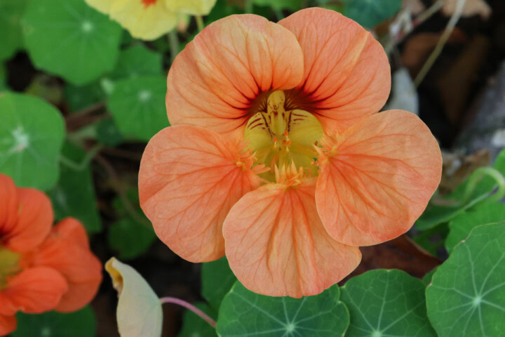 a flowering peach melba nasturtium plant growing in a garden
