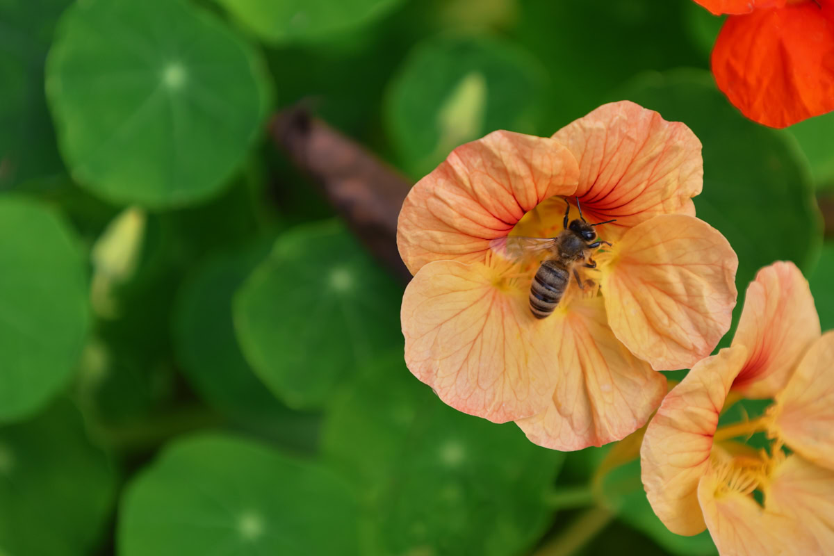 flowering peach melba nasturtium plants growing in a garden, with a bee in one of the blossoms