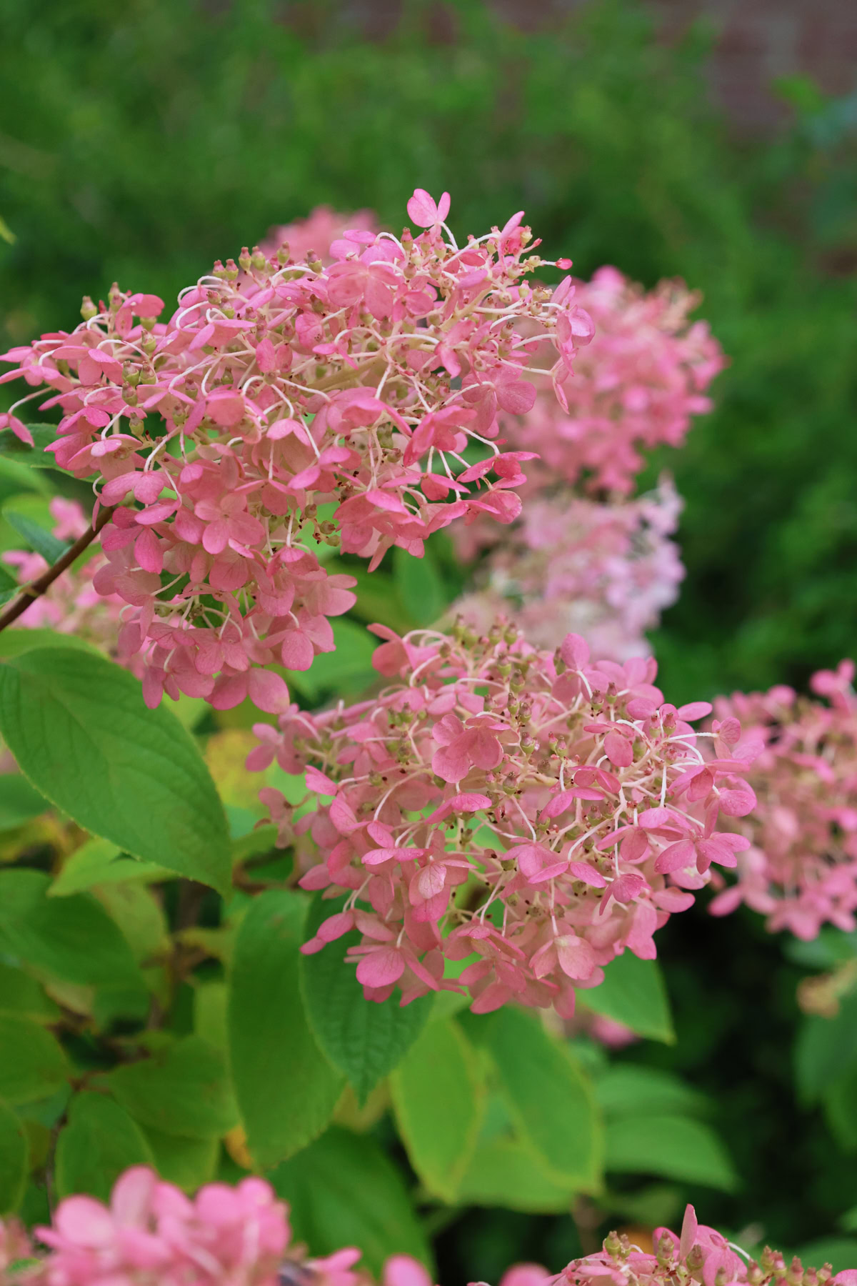 panicle hydrangea flowers growing in a garden