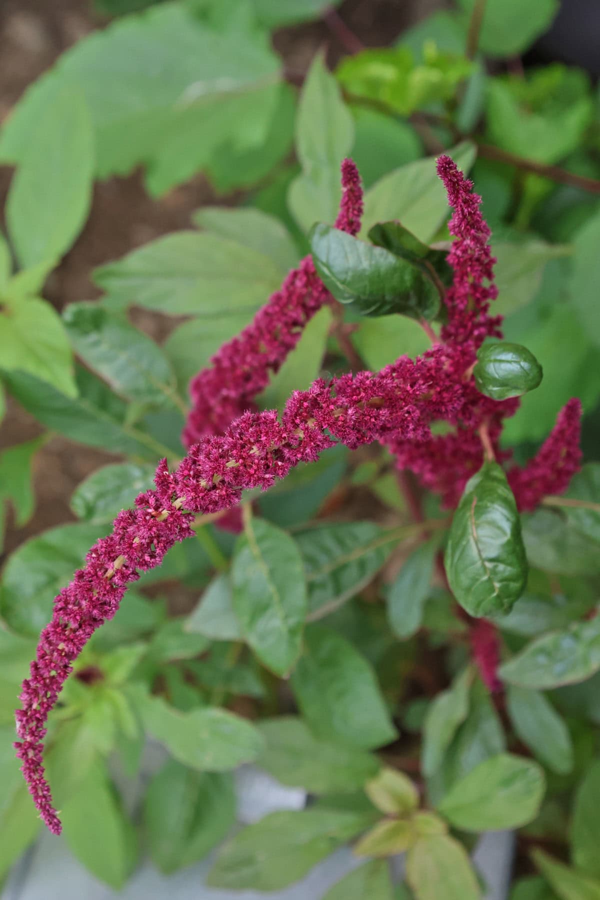 pink beauty amaranth plants growing in a garden