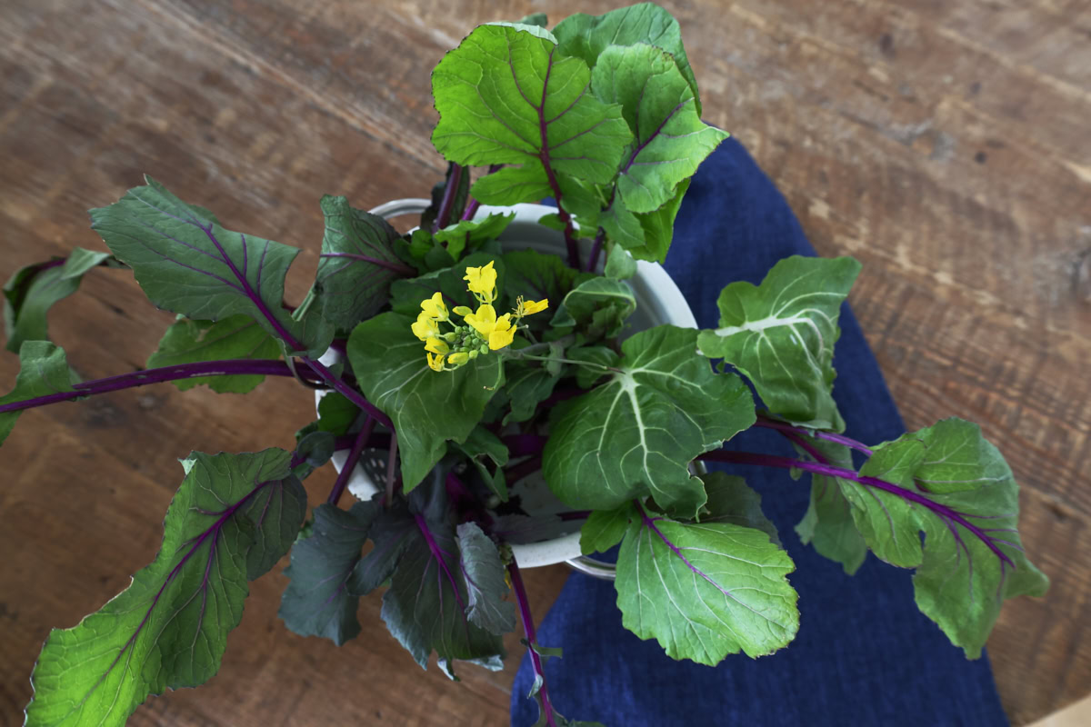 freshly-harvested choy sum in a colander with a napkin alongside