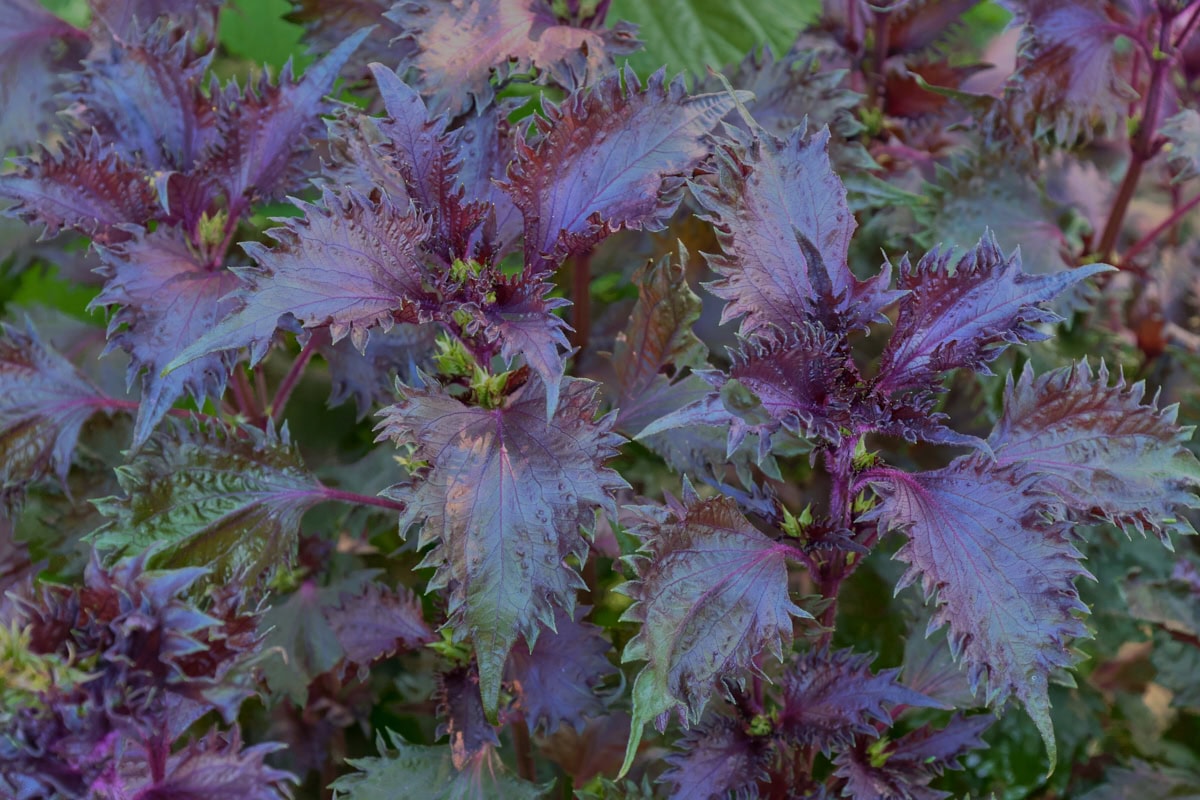 red shiso plants growing in a garden