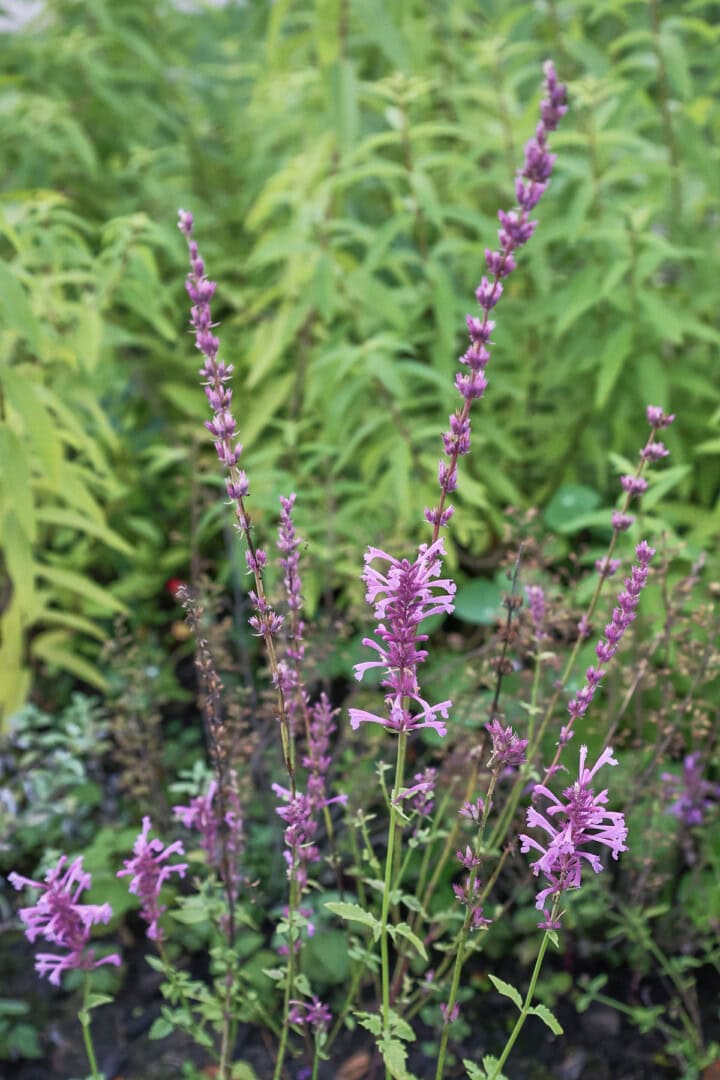 rose mint agastache plants growing in a garden