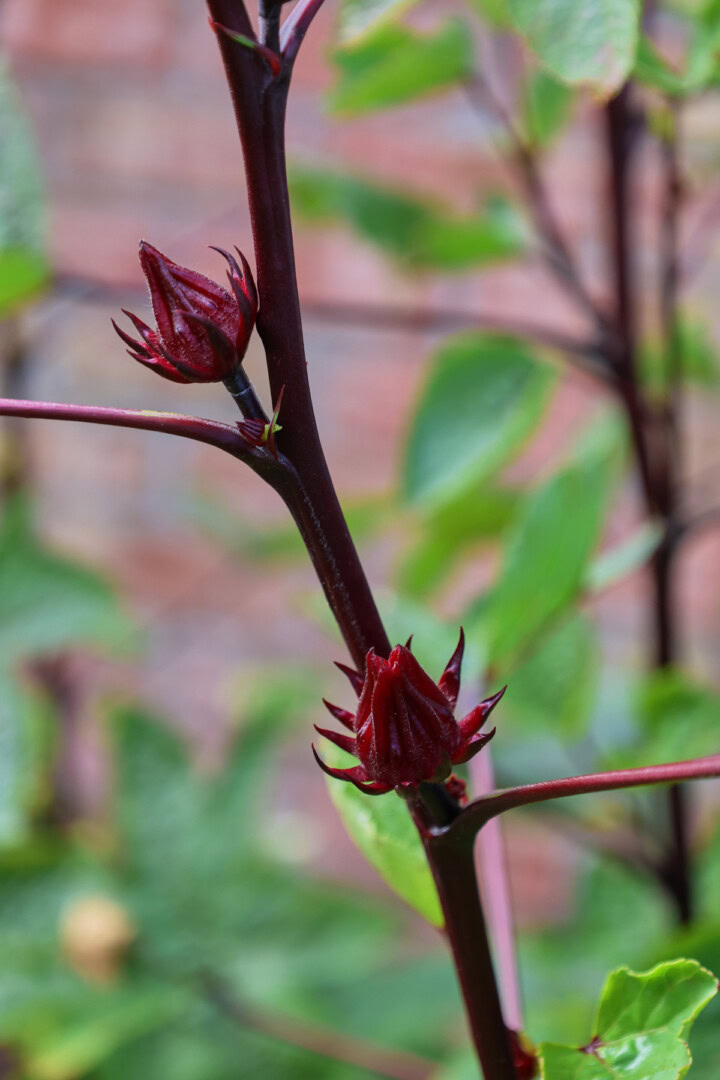 doc's north florida roselle plants growing in a garden
