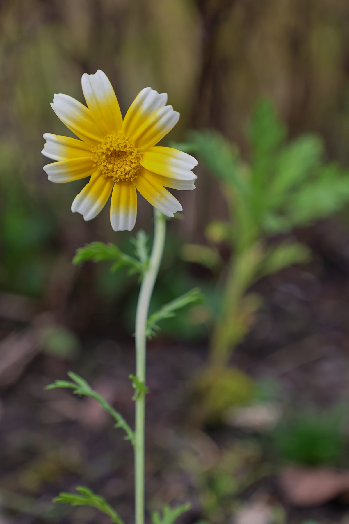flowering shungiku plants growing in a garden