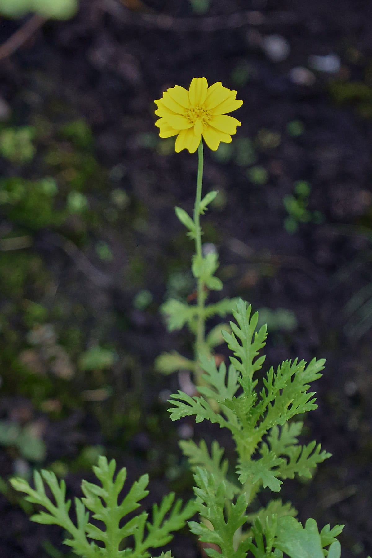 flowering shungiku plants growing in a garden