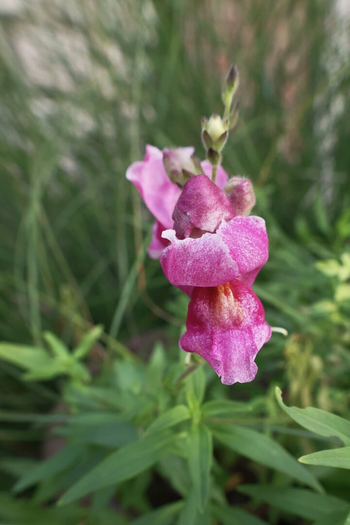 bizarre mixed snapdragon flowers growing in a garden