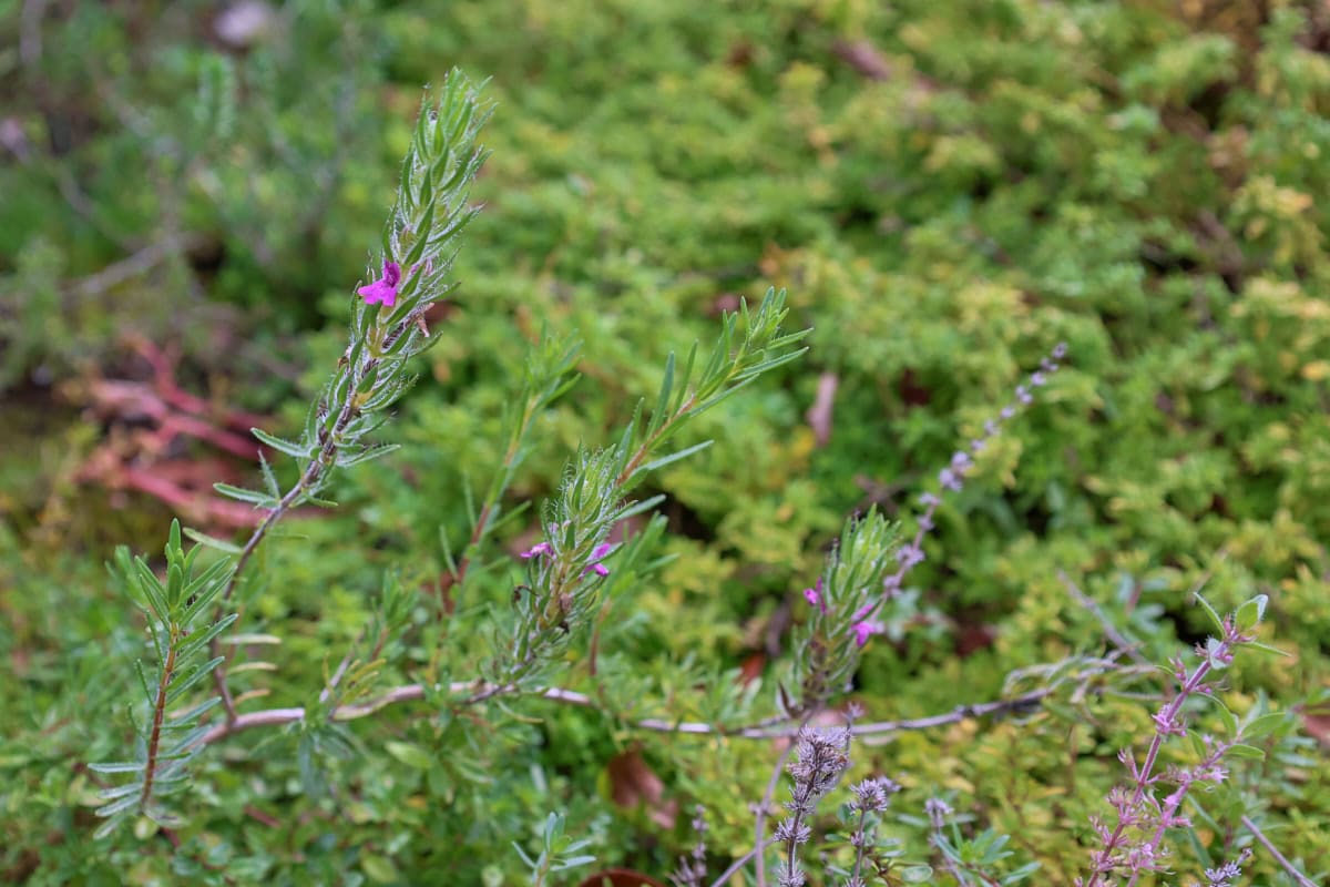 spiked thyme plants growing in an herb garden