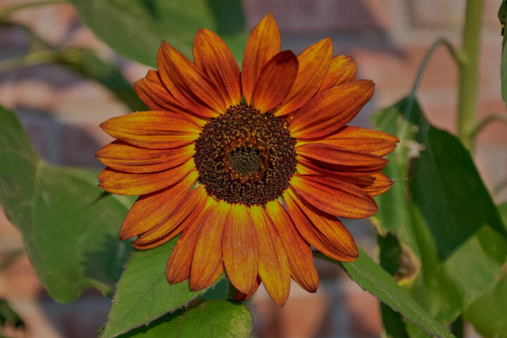 a reddish sunflower growing in a garden