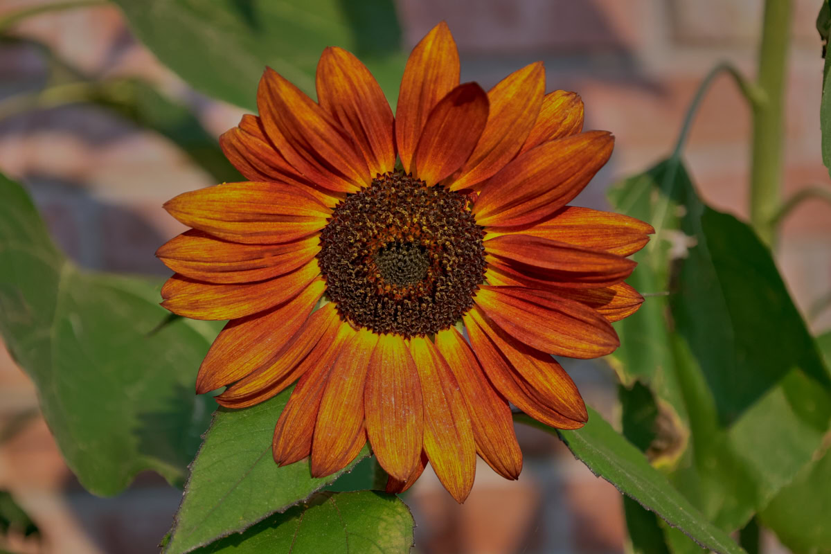 a reddish sunflower growing in a garden