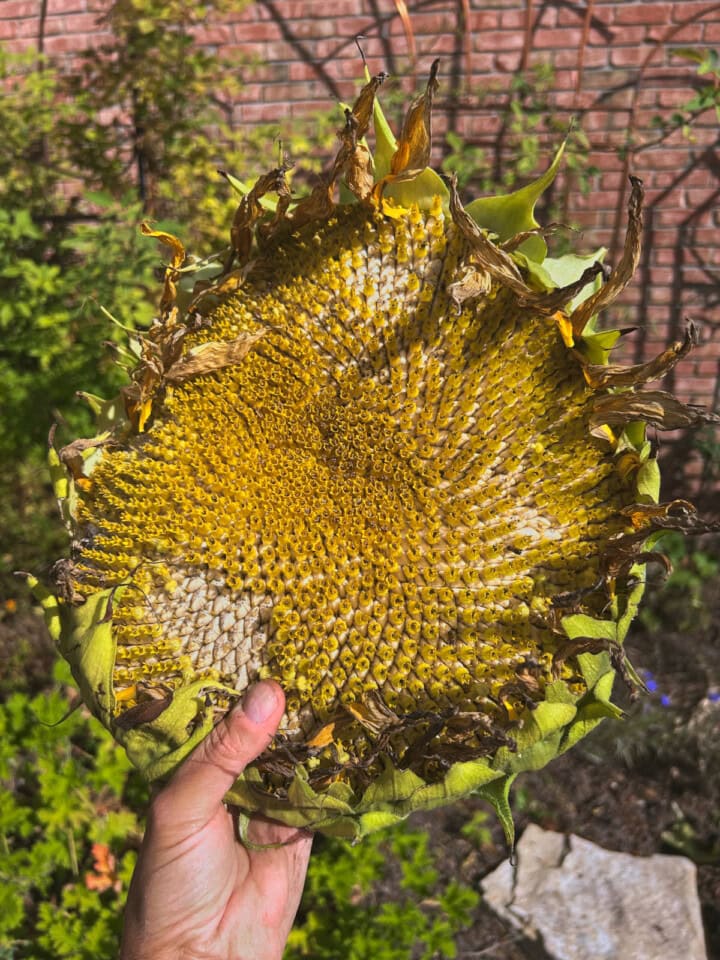 a hand holding a sunflower head with seeds inside