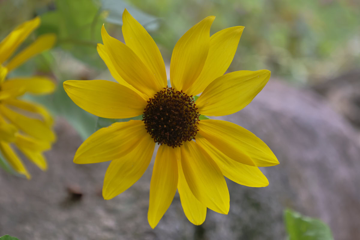 yellow sunflower plants growing in a garden